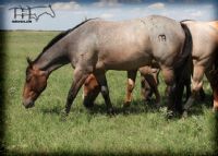 Roan Bones Girl MA - unregistered